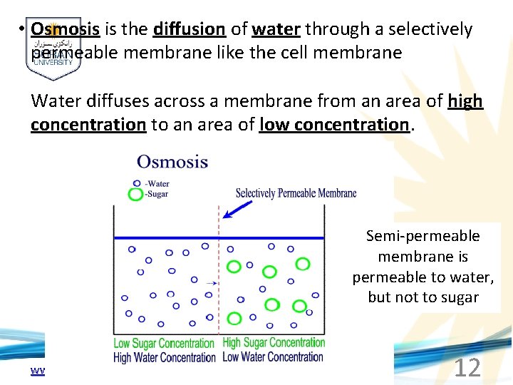  • Osmosis is the diffusion of water through a selectively permeable membrane like