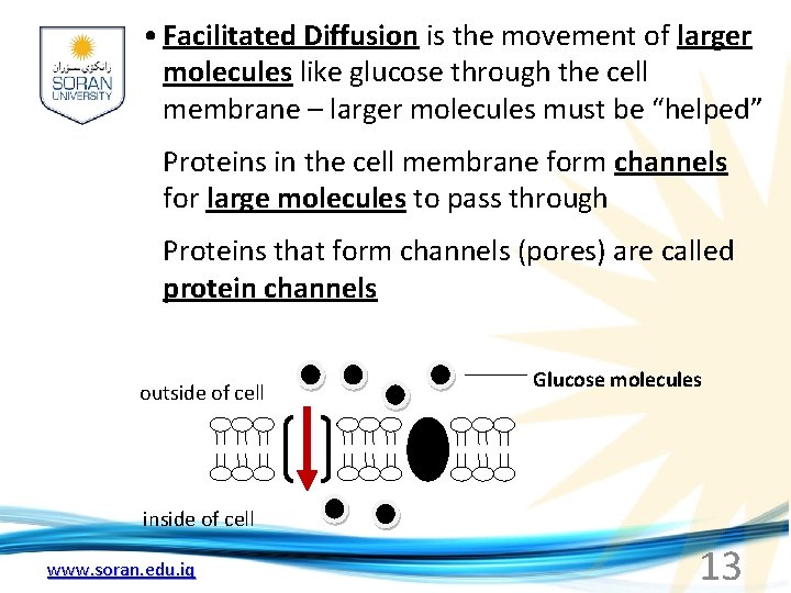  • Facilitated Diffusion is the movement of larger molecules like glucose through the