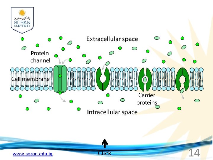 www. soran. edu. iq Click 14 