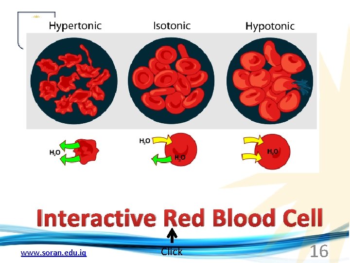 Interactive Red Blood Cell www. soran. edu. iq Click 16 