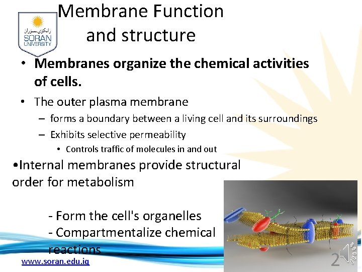 Membrane Function and structure • Membranes organize the chemical activities of cells. • The