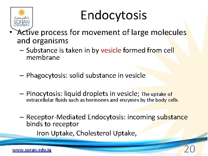 Endocytosis • Active process for movement of large molecules and organisms – Substance is