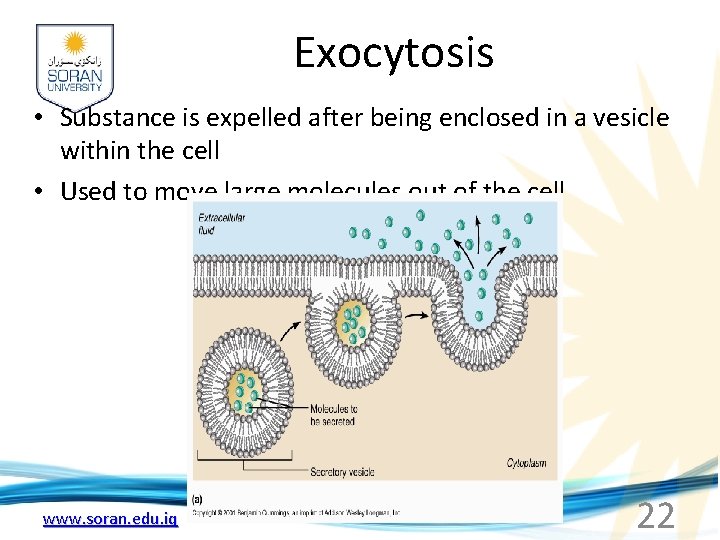 Exocytosis • Substance is expelled after being enclosed in a vesicle within the cell