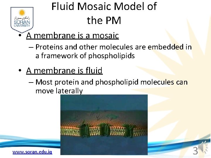 Fluid Mosaic Model of the PM • A membrane is a mosaic – Proteins