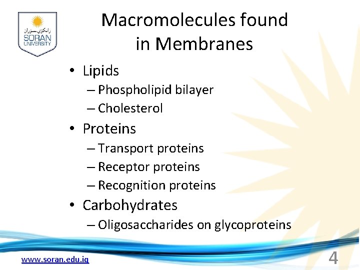 Macromolecules found in Membranes • Lipids – Phospholipid bilayer – Cholesterol • Proteins –