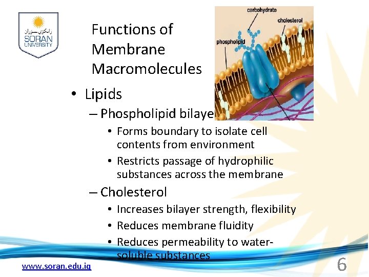 Functions of Membrane Macromolecules • Lipids – Phospholipid bilayer • Forms boundary to isolate