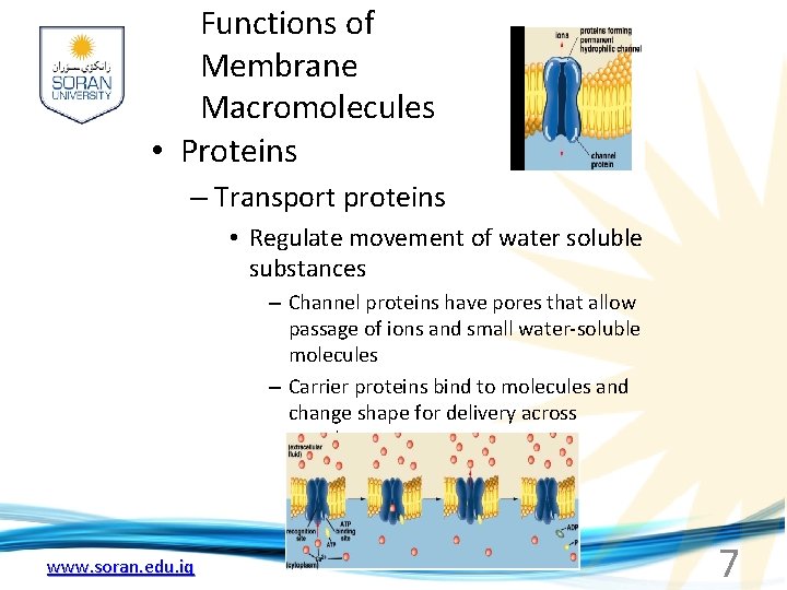 Functions of Membrane Macromolecules • Proteins – Transport proteins • Regulate movement of water