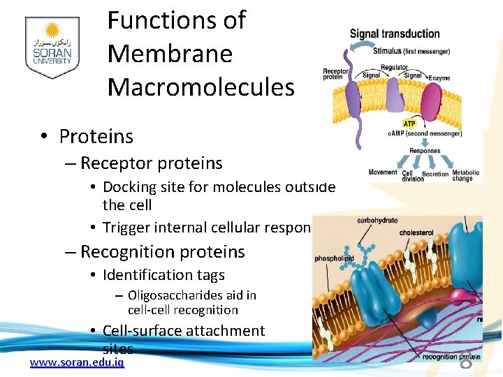 Functions of Membrane Macromolecules • Proteins – Receptor proteins • Docking site for molecules