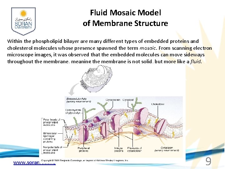 Fluid Mosaic Model of Membrane Structure Within the phospholipid bilayer are many different types