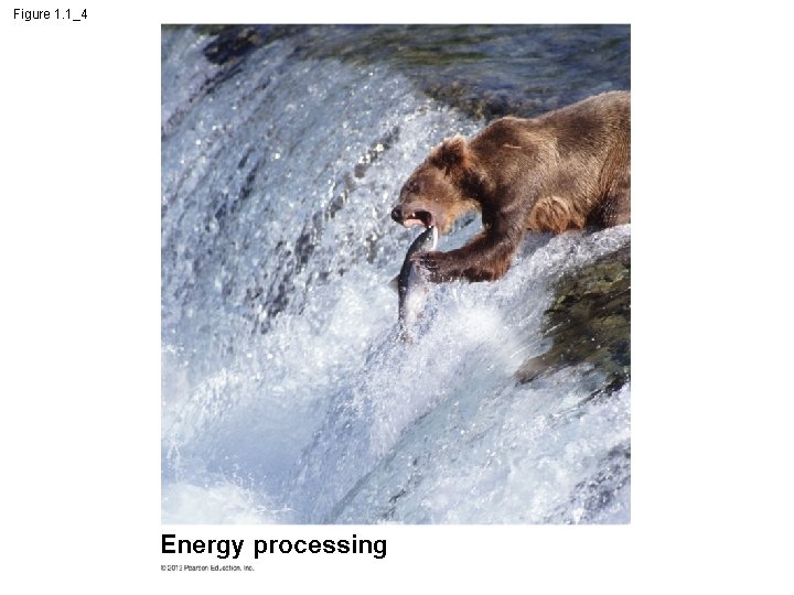 Figure 1. 1_4 Energy processing 