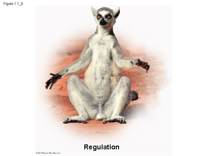 Figure 1. 1_6 Regulation 