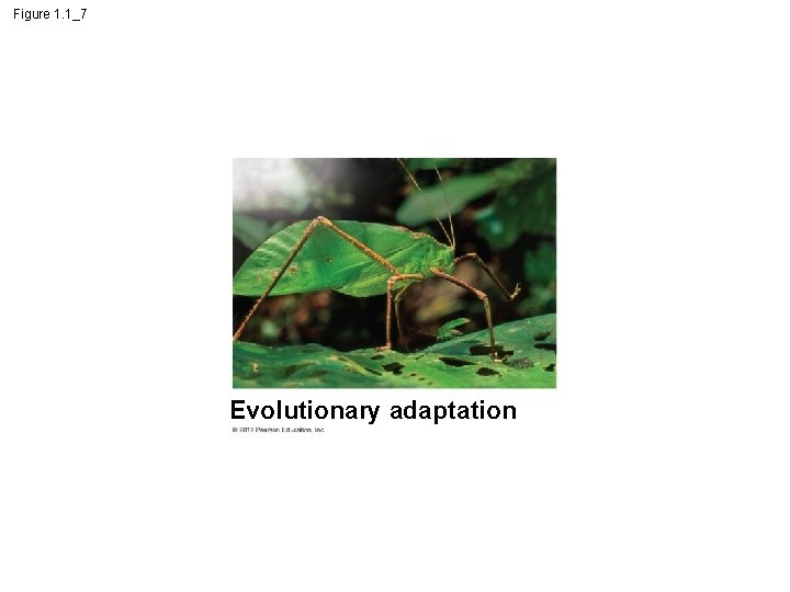 Figure 1. 1_7 Evolutionary adaptation 