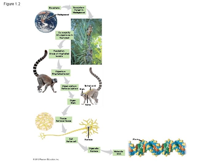 Figure 1. 2 Ecosystem: Forest in Madagascar Biosphere Madagascar Community: All organisms in the