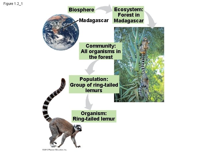 Figure 1. 2_1 Ecosystem: Forest in Madagascar Biosphere Community: All organisms in the forest