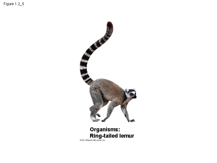 Figure 1. 2_5 Organisms: Ring-tailed lemur 