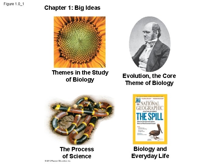 Figure 1. 0_1 Chapter 1: Big Ideas Themes in the Study of Biology The