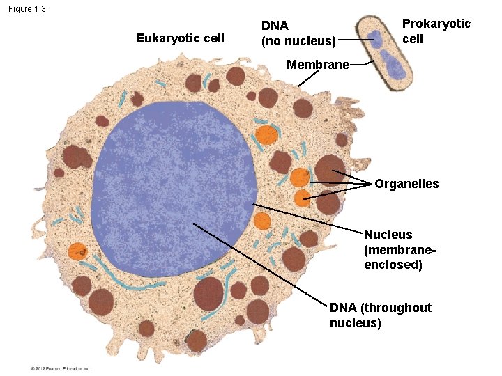 Figure 1. 3 Eukaryotic cell DNA (no nucleus) Prokaryotic cell Membrane Organelles Nucleus (membraneenclosed)