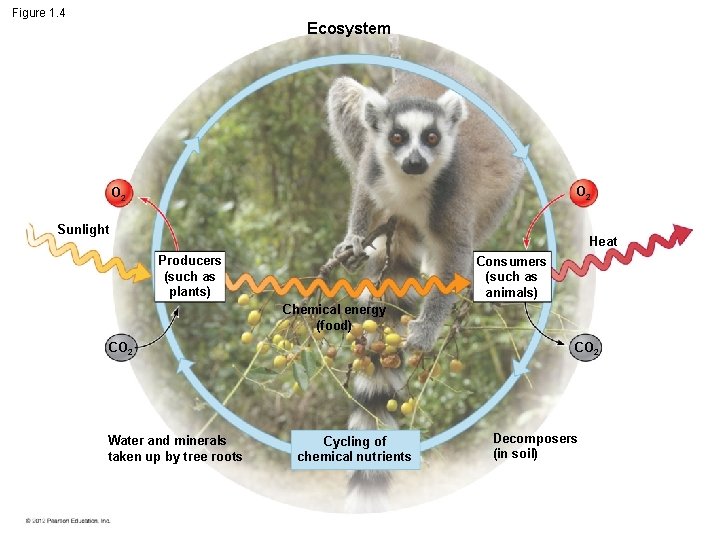 Figure 1. 4 Ecosystem O 2 Sunlight Heat Producers (such as plants) Consumers (such