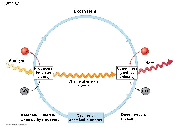 Figure 1. 4_1 Ecosystem O 2 Sunlight Heat Producers (such as plants) Consumers (such