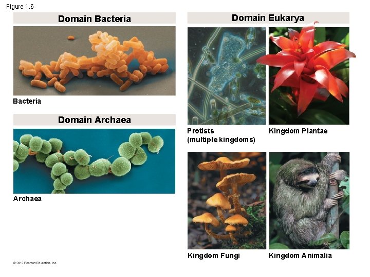 Figure 1. 6 Domain Bacteria Domain Eukarya Bacteria Domain Archaea Protists (multiple kingdoms) Kingdom