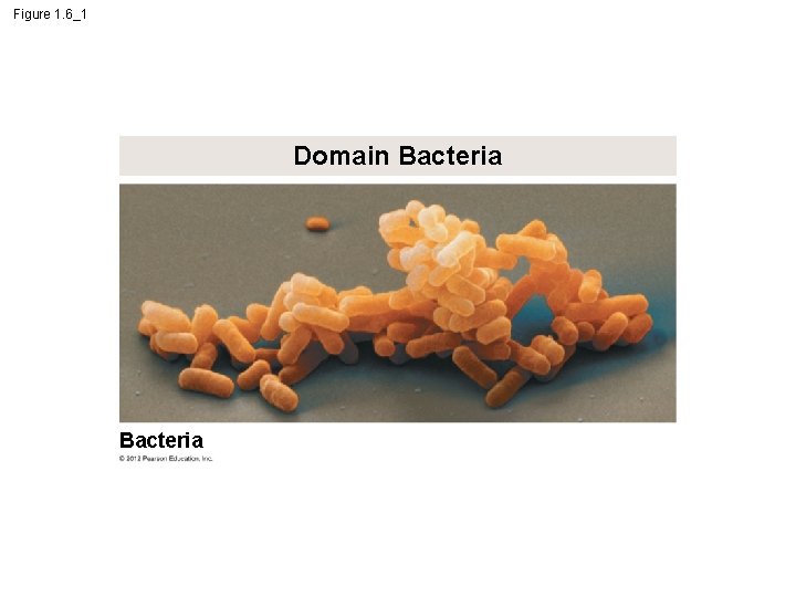 Figure 1. 6_1 Domain Bacteria 