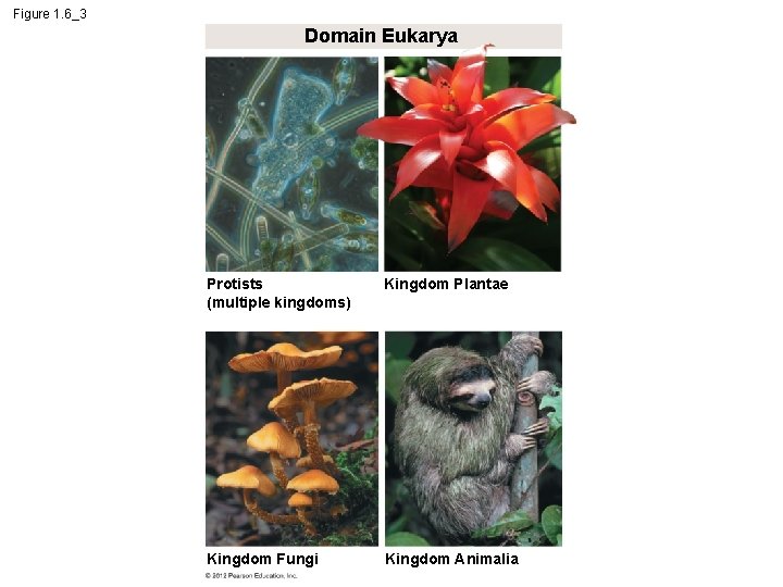 Figure 1. 6_3 Domain Eukarya Protists (multiple kingdoms) Kingdom Plantae Kingdom Fungi Kingdom Animalia