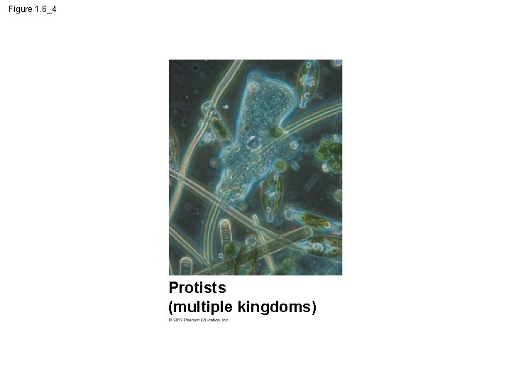 Figure 1. 6_4 Protists (multiple kingdoms) 