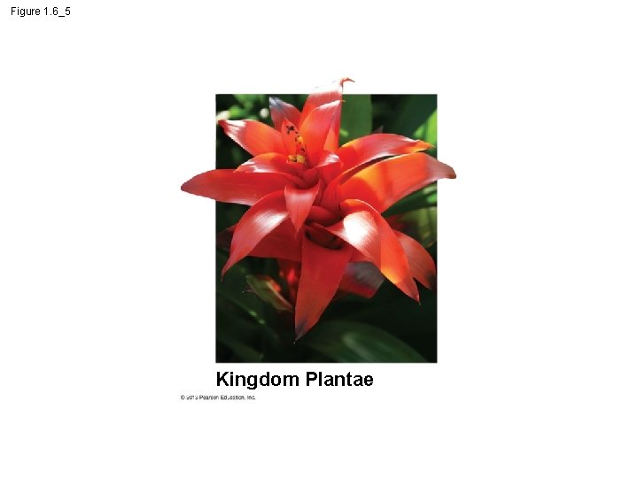 Figure 1. 6_5 Kingdom Plantae 