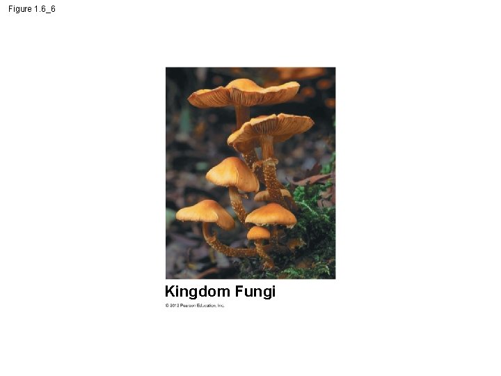 Figure 1. 6_6 Kingdom Fungi 