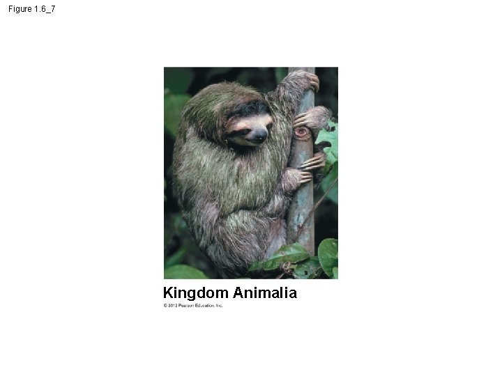 Figure 1. 6_7 Kingdom Animalia 