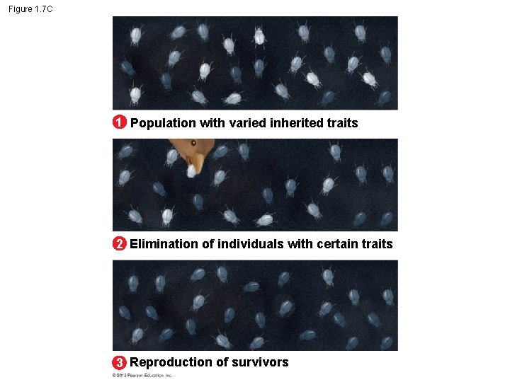 Figure 1. 7 C 1 Population with varied inherited traits 2 Elimination of individuals