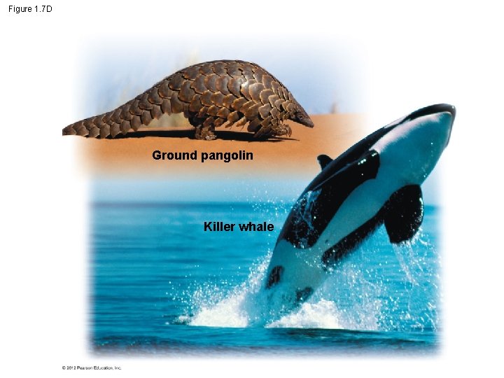Figure 1. 7 D Ground pangolin Killer whale 