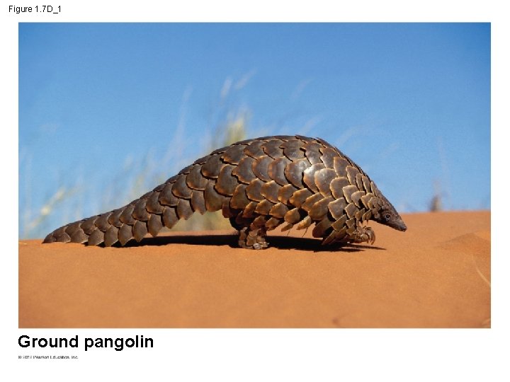 Figure 1. 7 D_1 Ground pangolin 