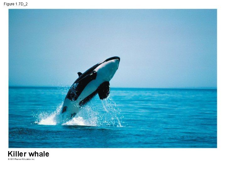 Figure 1. 7 D_2 Killer whale 