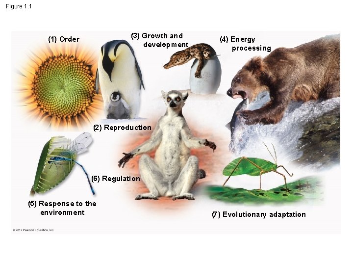 Figure 1. 1 (3) Growth and development (1) Order (4) Energy processing (2) Reproduction