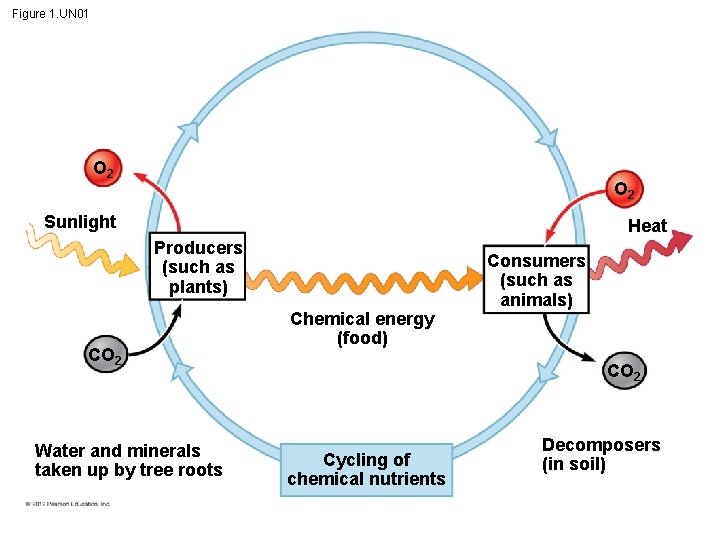 Figure 1. UN 01 O 2 Sunlight Heat Producers (such as plants) CO 2