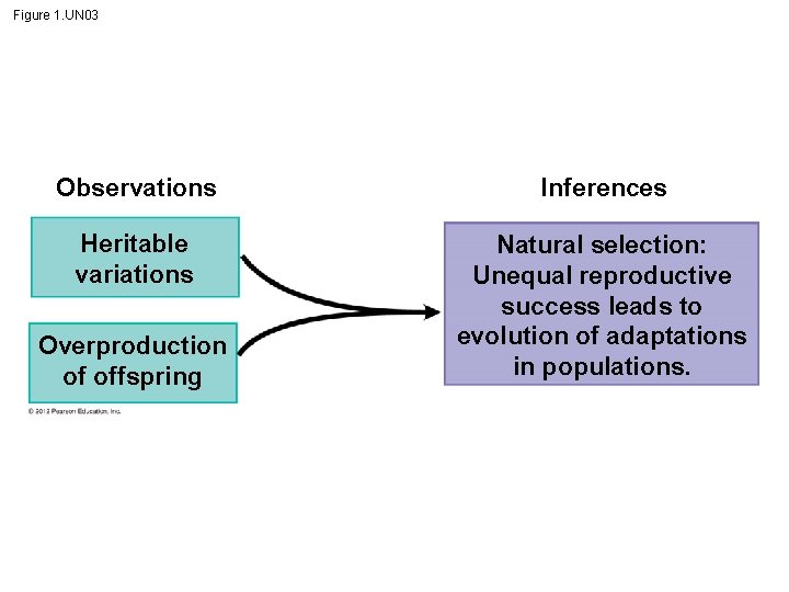 Figure 1. UN 03 Observations Inferences Heritable variations Natural selection: Unequal reproductive success leads