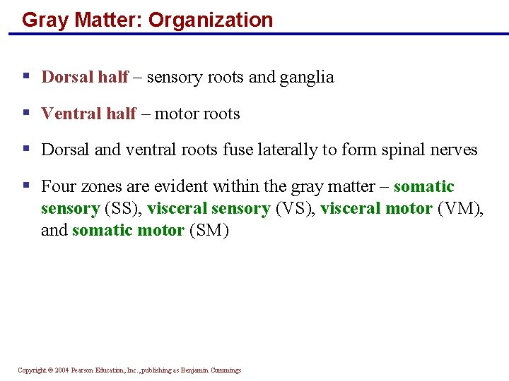 Gray Matter: Organization § Dorsal half – sensory roots and ganglia § Ventral half