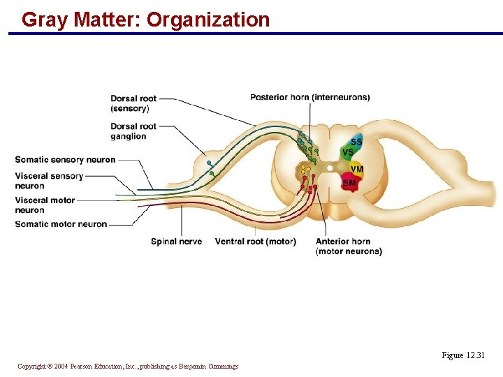 Gray Matter: Organization Figure 12. 31 Copyright © 2004 Pearson Education, Inc. , publishing