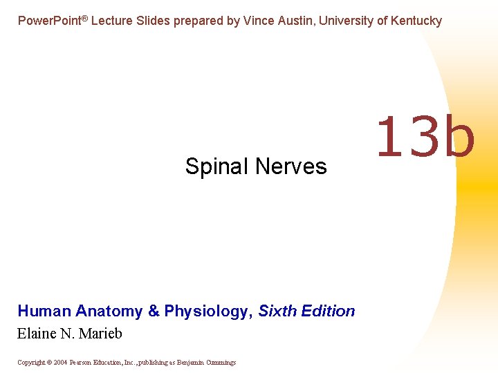 Power. Point® Lecture Slides prepared by Vince Austin, University of Kentucky Spinal Nerves Human