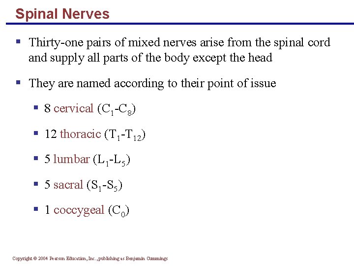 Spinal Nerves § Thirty-one pairs of mixed nerves arise from the spinal cord and