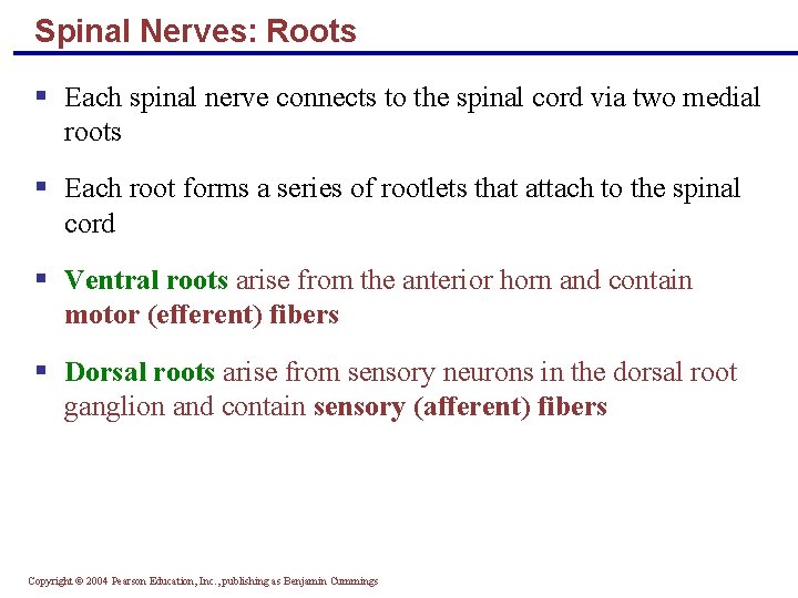 Spinal Nerves: Roots § Each spinal nerve connects to the spinal cord via two