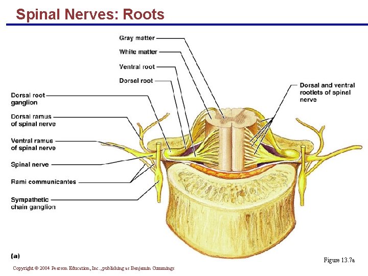 Spinal Nerves: Roots Figure 13. 7 a Copyright © 2004 Pearson Education, Inc. ,
