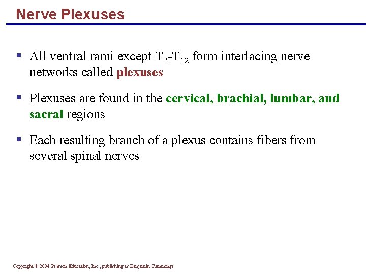 Nerve Plexuses § All ventral rami except T 2 -T 12 form interlacing nerve