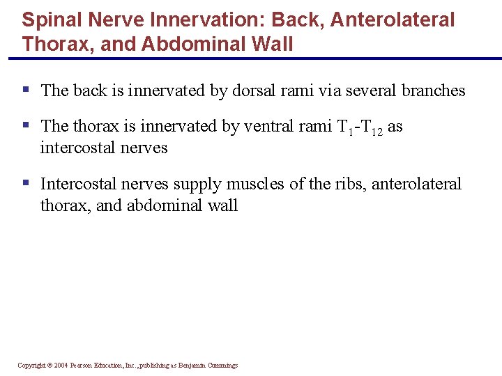 Spinal Nerve Innervation: Back, Anterolateral Thorax, and Abdominal Wall § The back is innervated