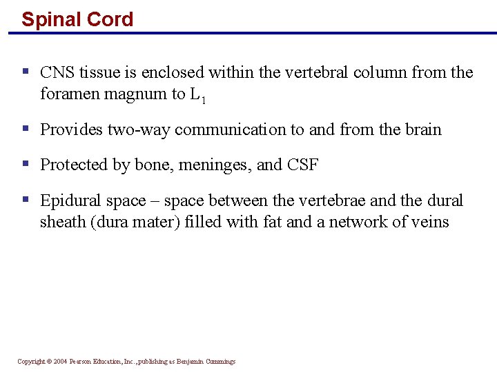 Spinal Cord § CNS tissue is enclosed within the vertebral column from the foramen