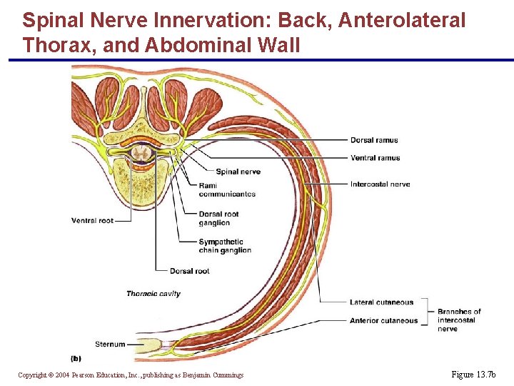 Spinal Nerve Innervation: Back, Anterolateral Thorax, and Abdominal Wall Copyright © 2004 Pearson Education,