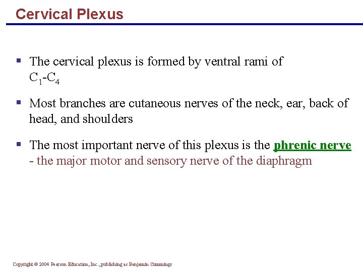 Cervical Plexus § The cervical plexus is formed by ventral rami of C 1