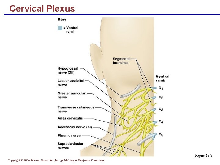 Cervical Plexus Figure 13. 8 Copyright © 2004 Pearson Education, Inc. , publishing as