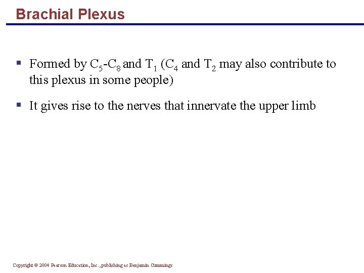 Brachial Plexus § Formed by C 5 -C 8 and T 1 (C 4